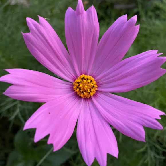 Meet your Posher, Ginger - Picture 1 of 1